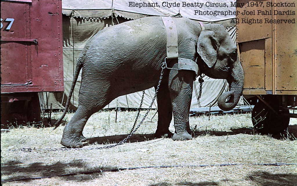 More Circus, Ansco Color Slide,&nbsp;1947