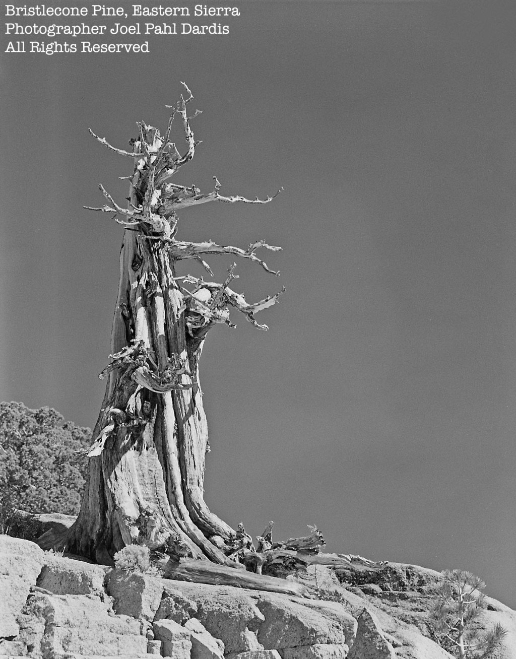 Red Lake, Tree, JFC,&nbsp;1974